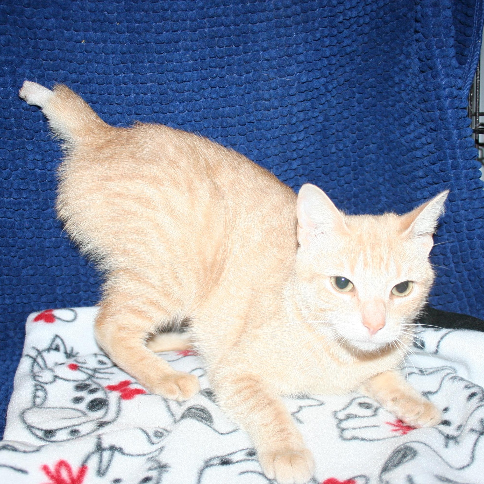 Miss Sammie - ADOPTION PENDING, adopted, Kitten Female Domestic Short Hair.