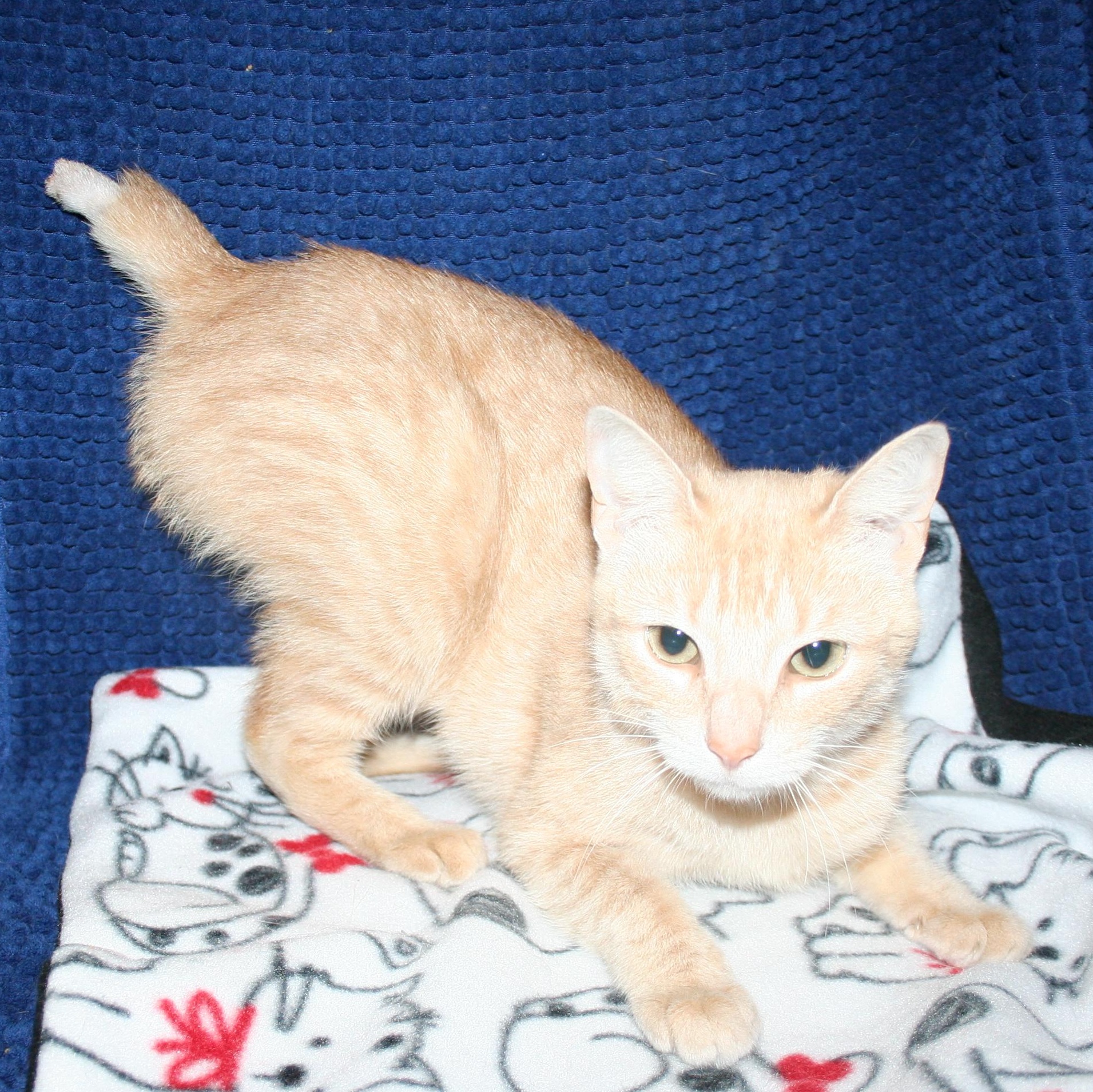 Miss Sammie - ADOPTION PENDING, an adopted mixed breed in Howell, MI image 2/3