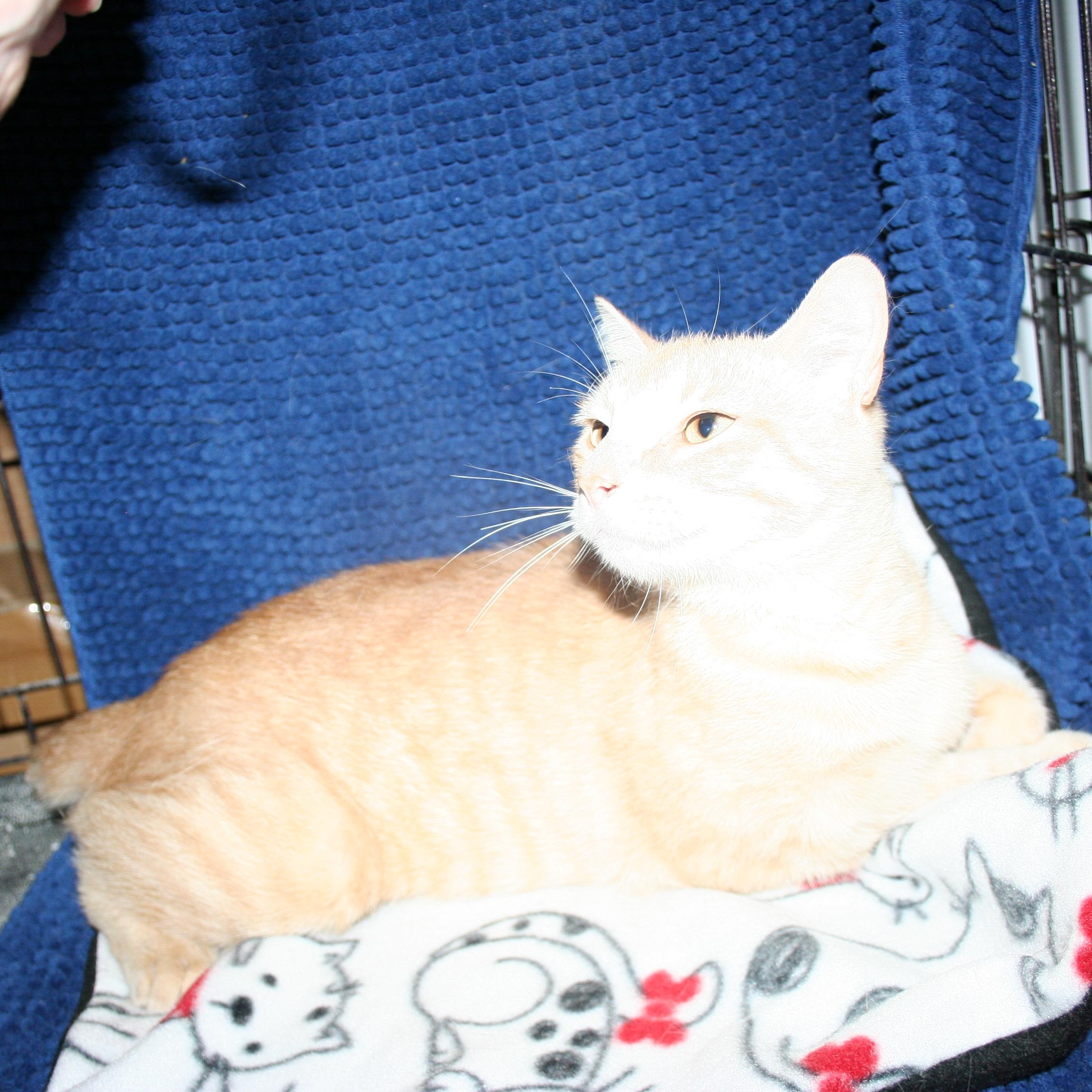 Miss Sammie - ADOPTION PENDING, an adopted mixed breed in Howell, MI image 3/3
