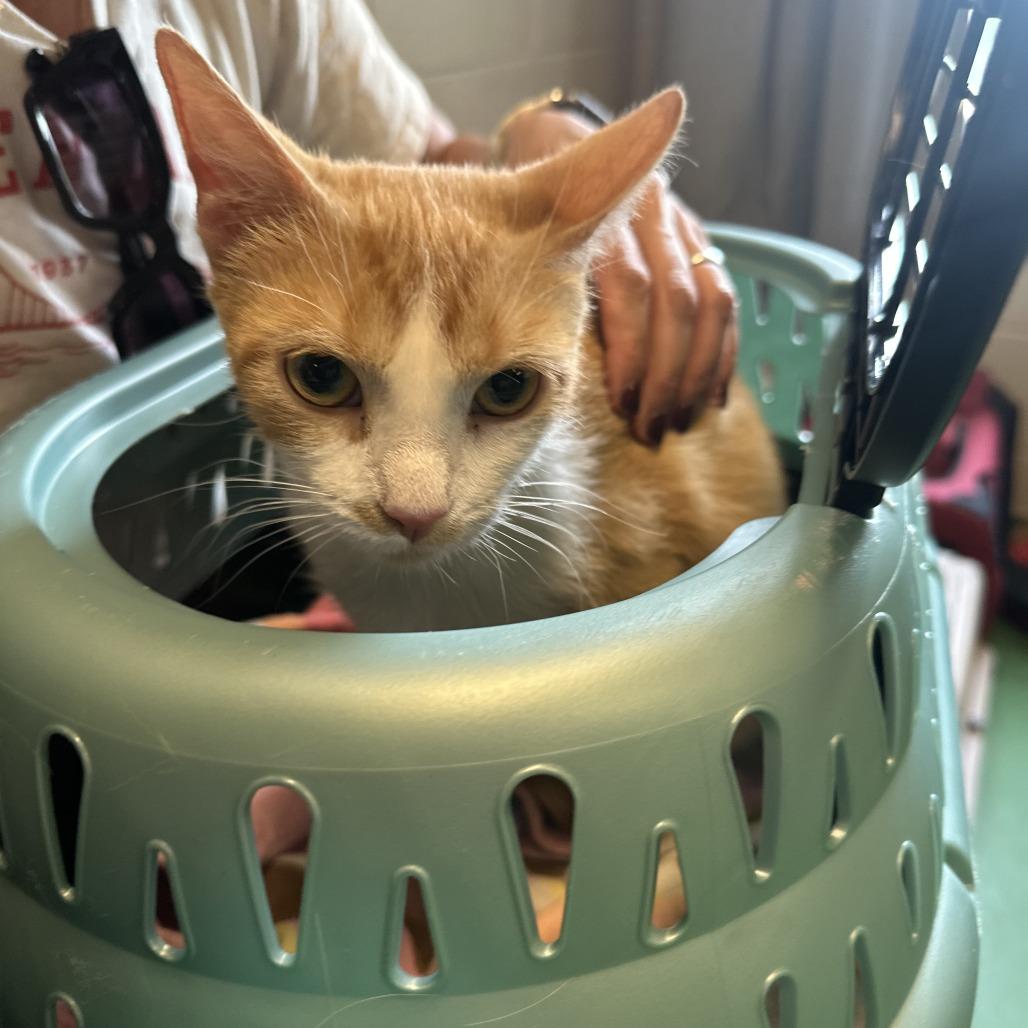 Creamsicle, Adoptable, Young Female Domestic Short Hair.