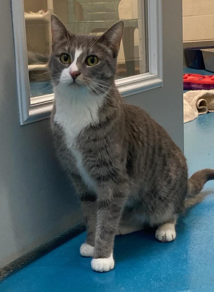 Daisy, Adoptable, Adult Female Domestic Short Hair.