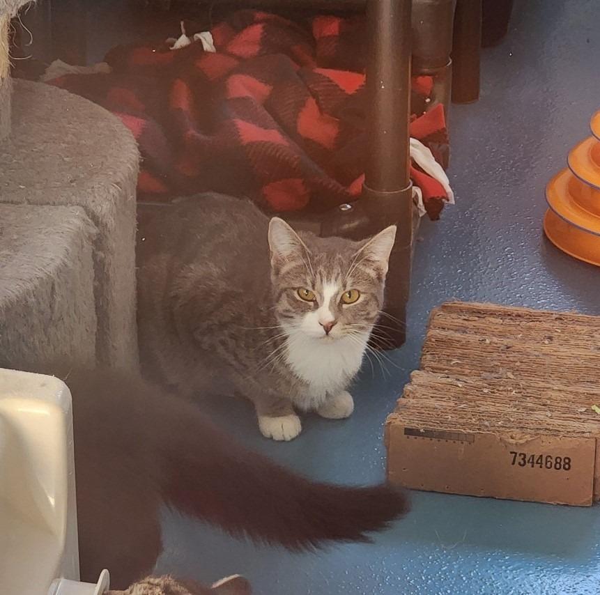 Daisy, Adoptable, Adult Female Domestic Short Hair.