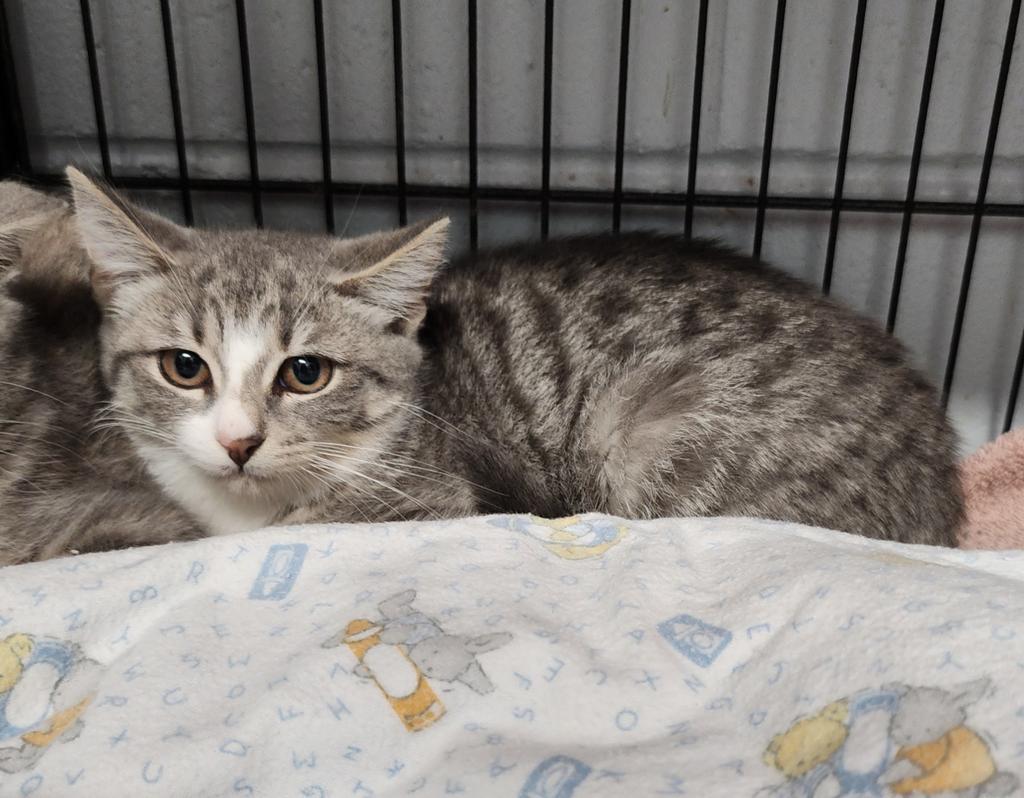 Enlarge Daisy, a Adoptable mixed breed in Muskegon, MI image 4/6