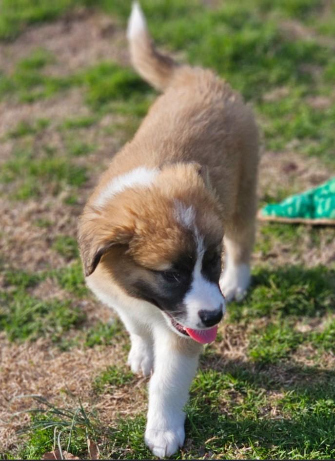 Enlarge Nutmeg, an adopted mixed breed in Enfield , CT image 3/4