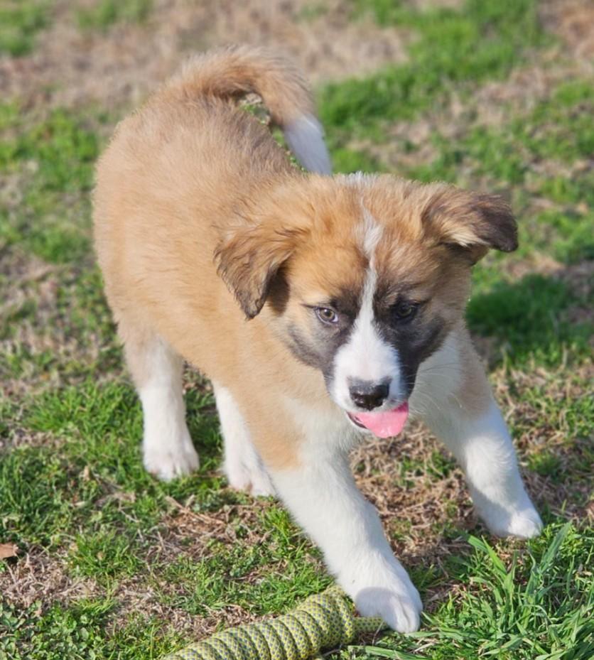 Enlarge Nutmeg, an adopted mixed breed in Enfield , CT image 1/4