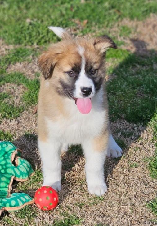 Enlarge Nutmeg, an adopted mixed breed in Enfield , CT image 2/4