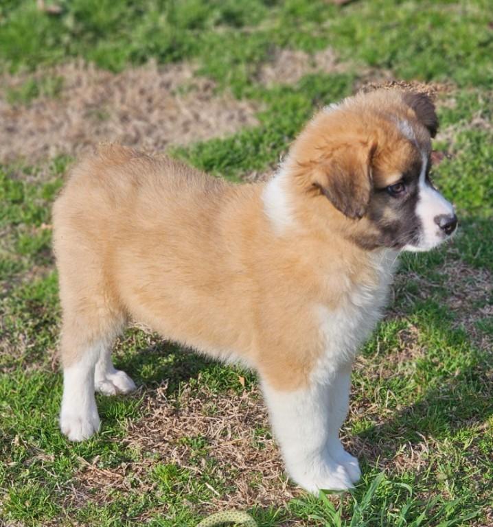 Enlarge Nutmeg, an adopted mixed breed in Enfield , CT image 4/4