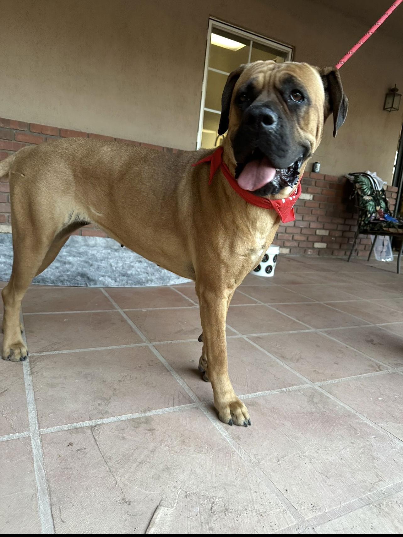 Becky, Adoptable, Young Female Mastiff.