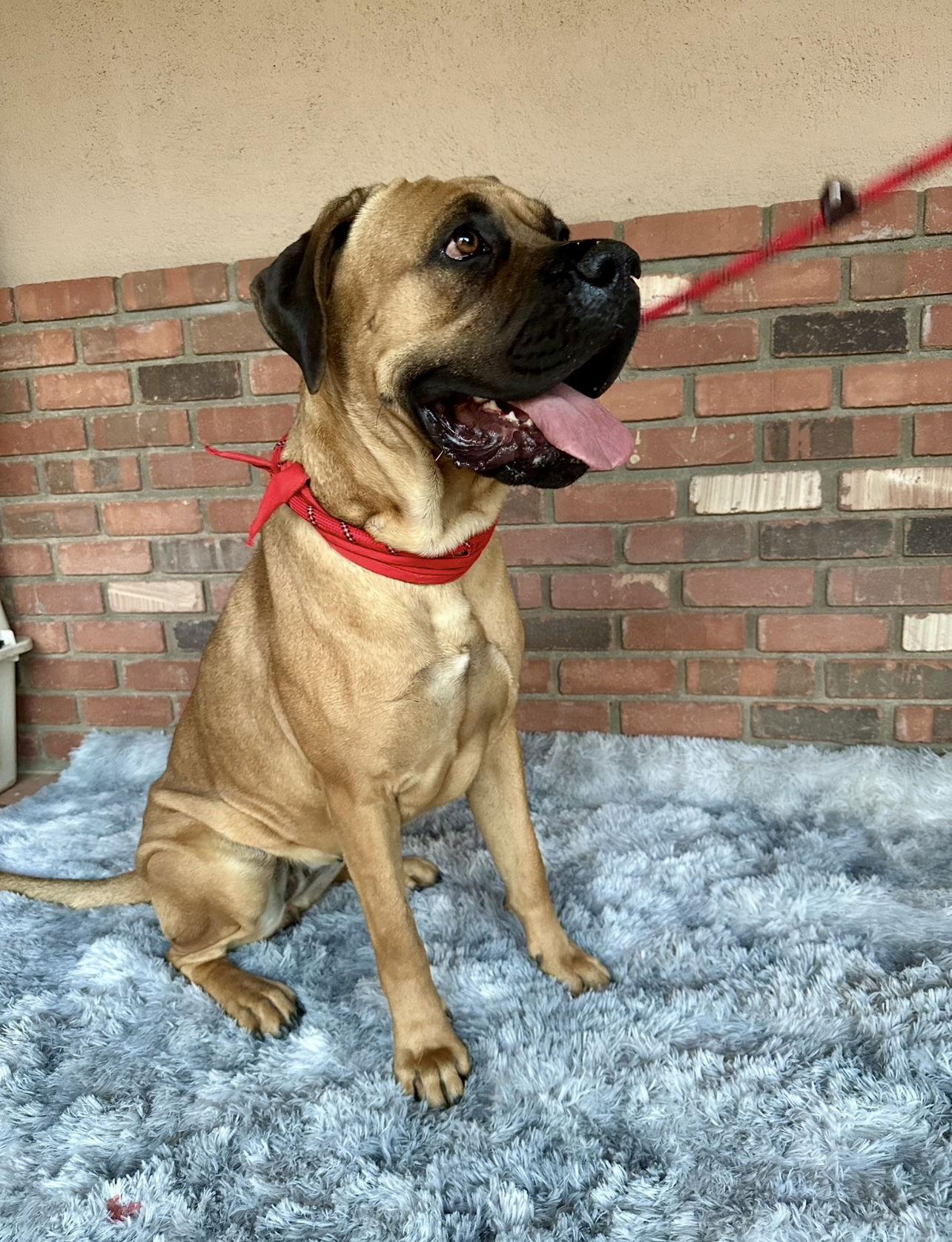 Enlarge Becky, a Adoptable Mastiff image 2/3