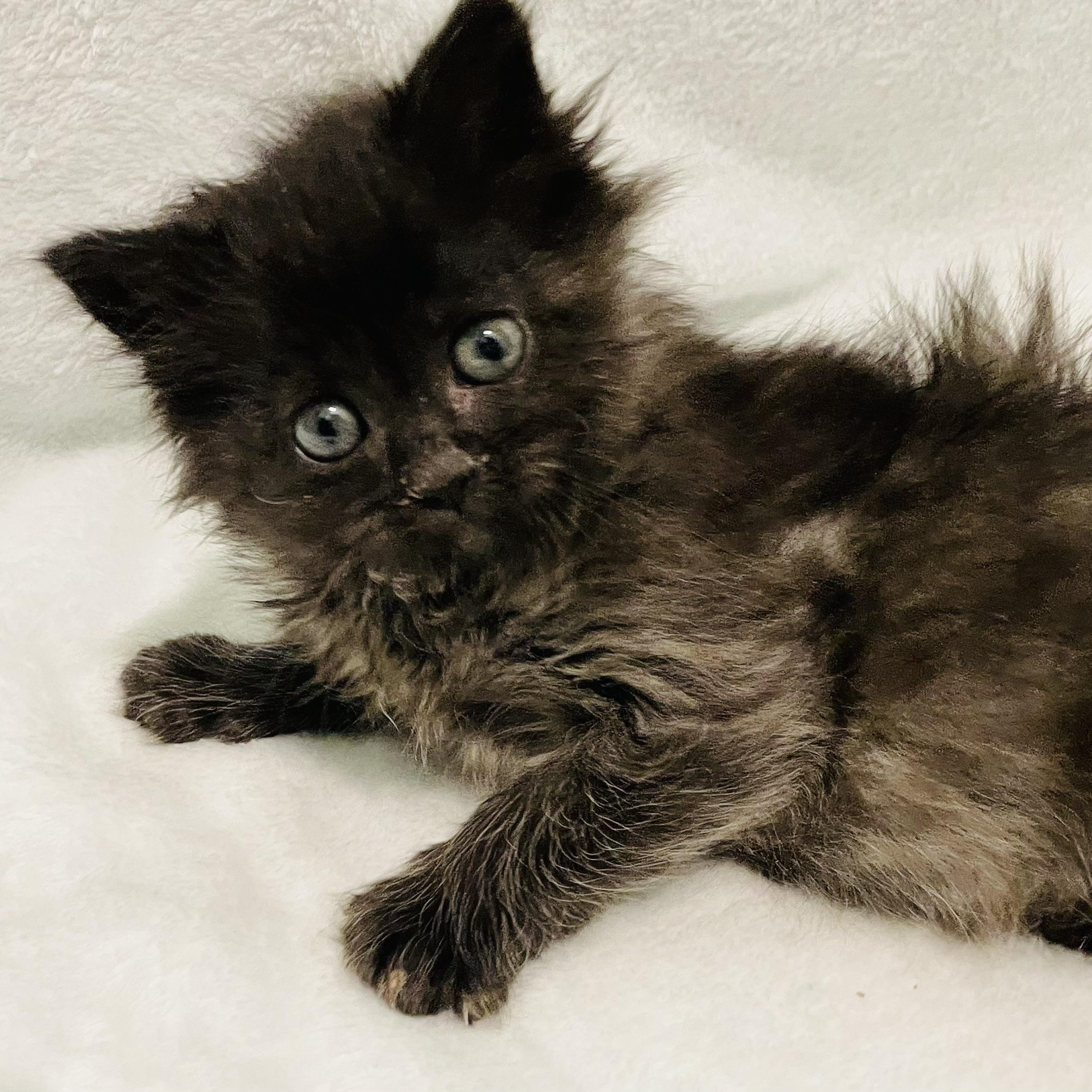Enlarge Sugar, an adoptable Domestic Long Hair in Greensboro, NC image 2/3