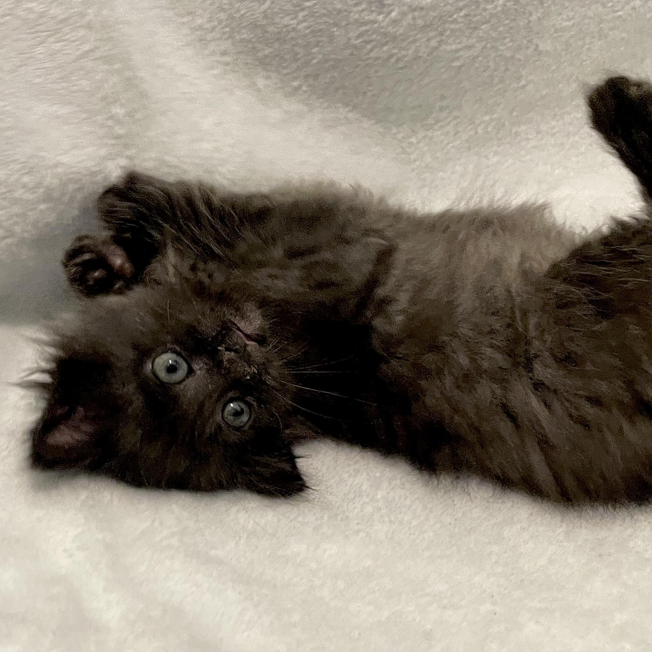 Enlarge Sugar, an adoptable Domestic Long Hair in Greensboro, NC image 3/3