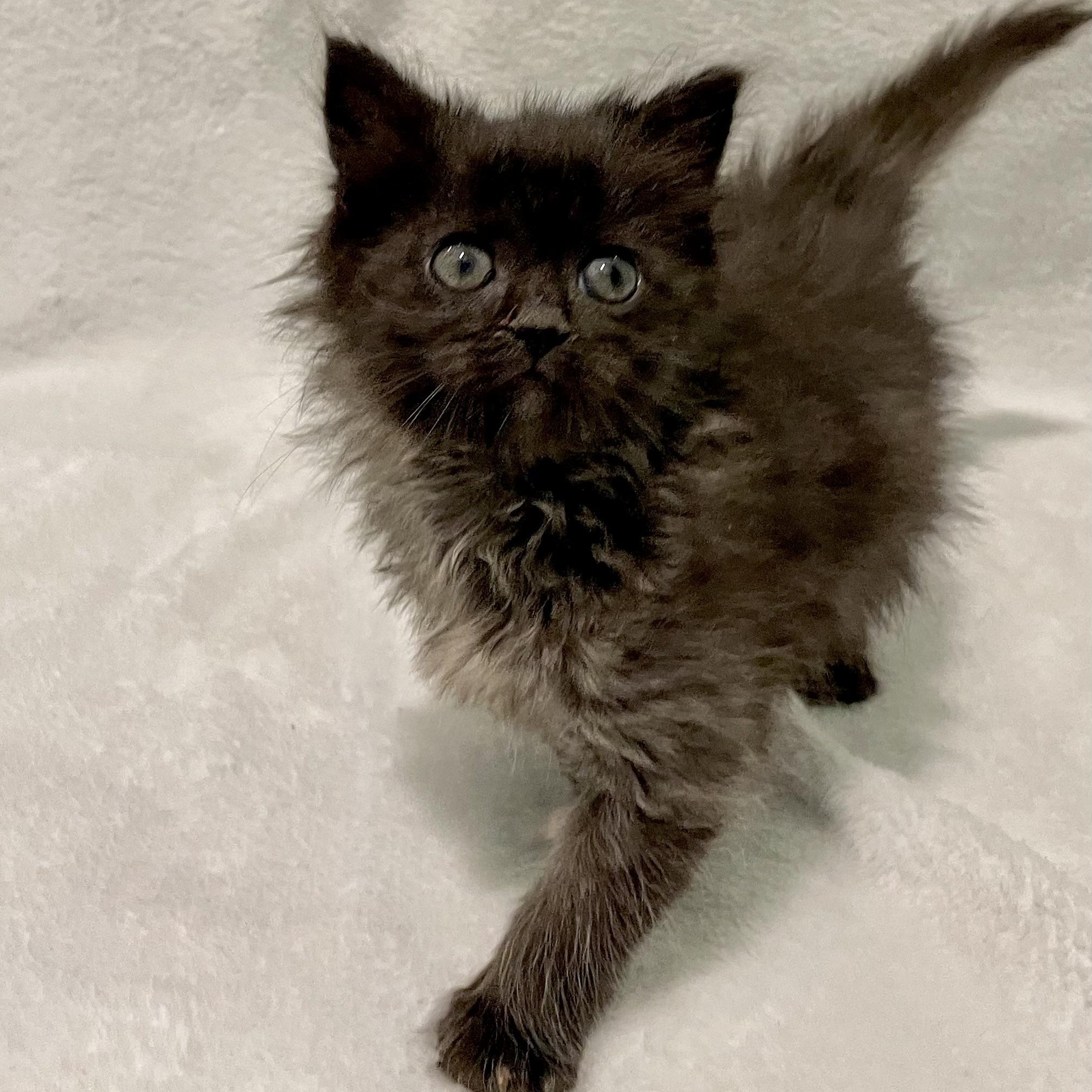 Enlarge Sugar, an adoptable Domestic Long Hair in Greensboro, NC image 1/3