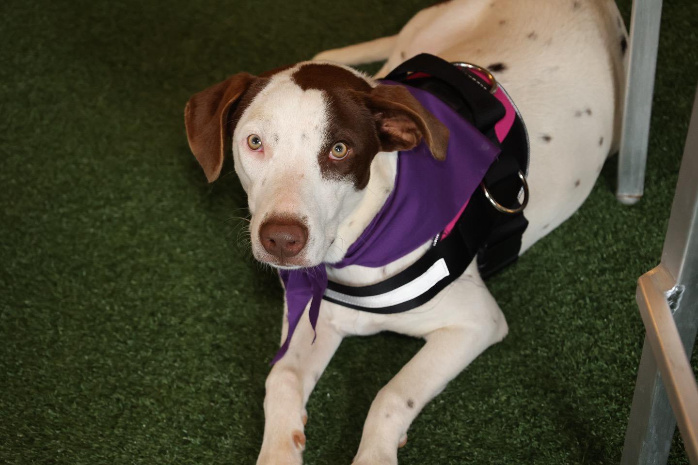 Maisie, Adoptable, Young Female Terrier.