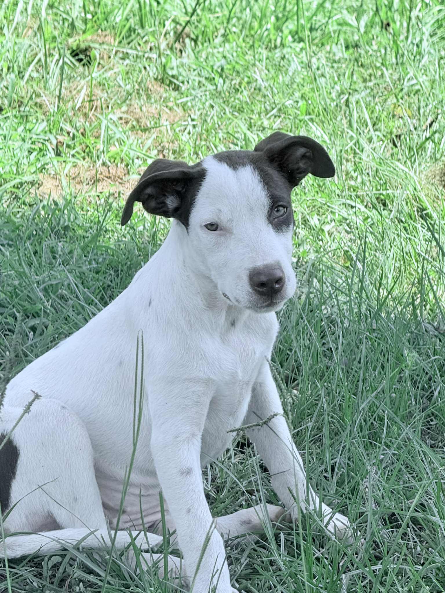 Maisie, Adoptable, Puppy Female Terrier.