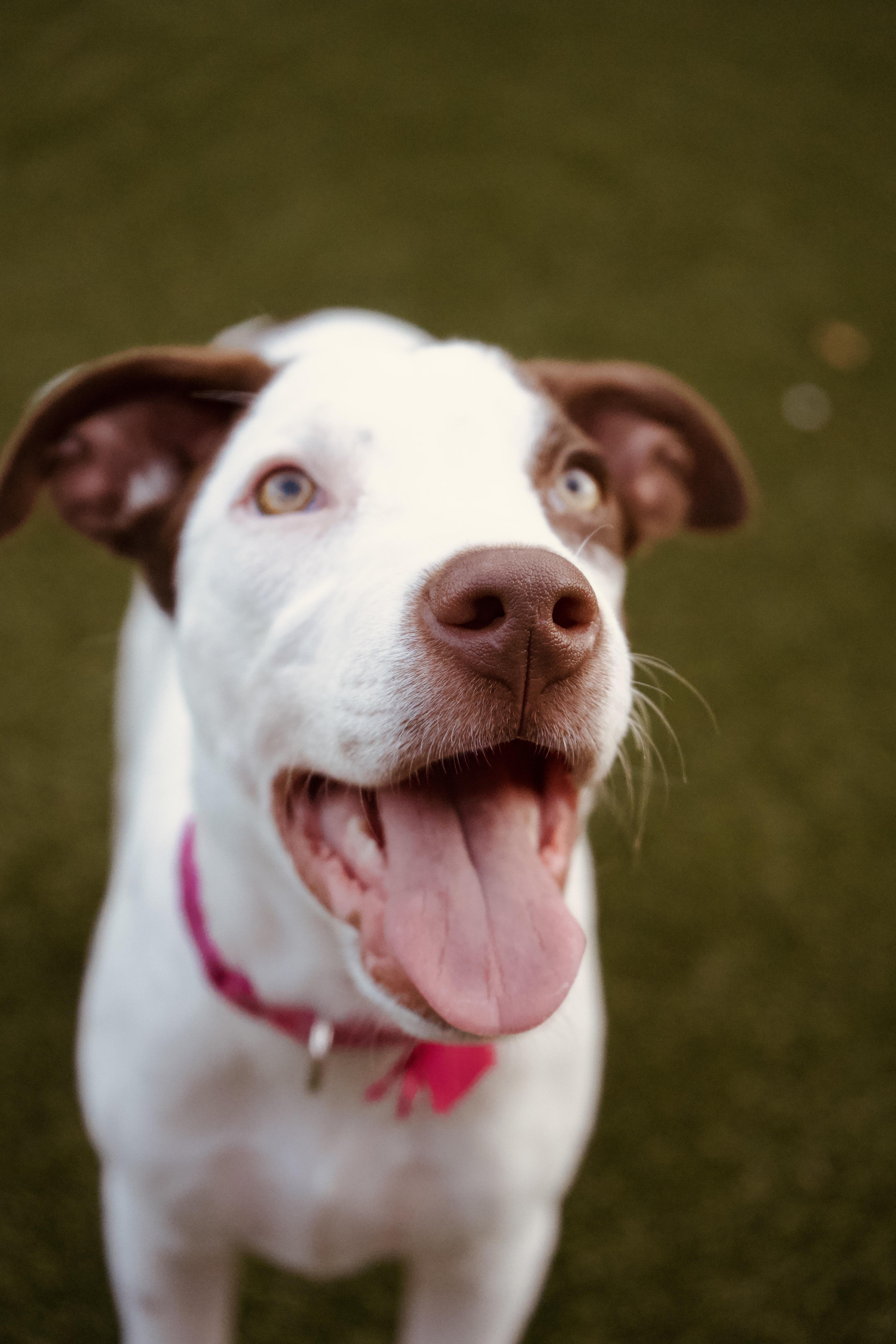 Maisie, Adoptable, Puppy Female Terrier.