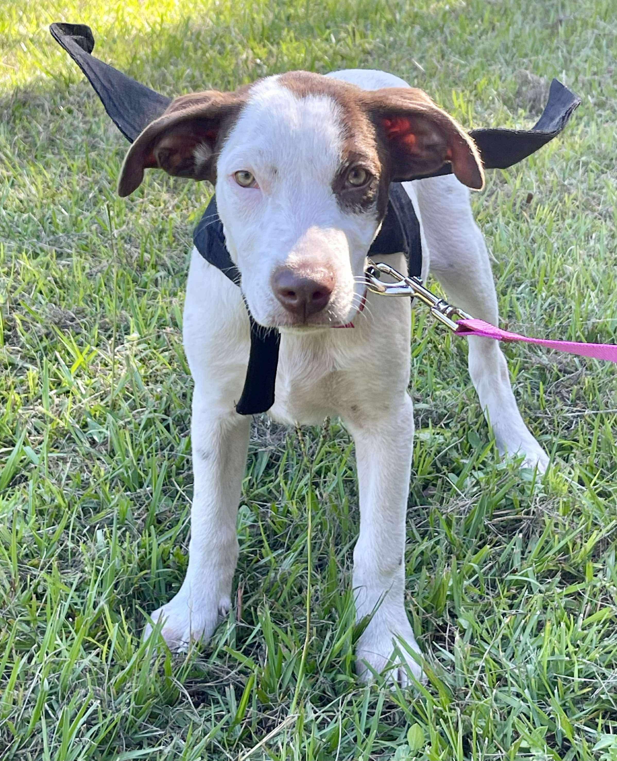 Maisie, a Adoptable mixed breed in Mobile, AL image 2/6