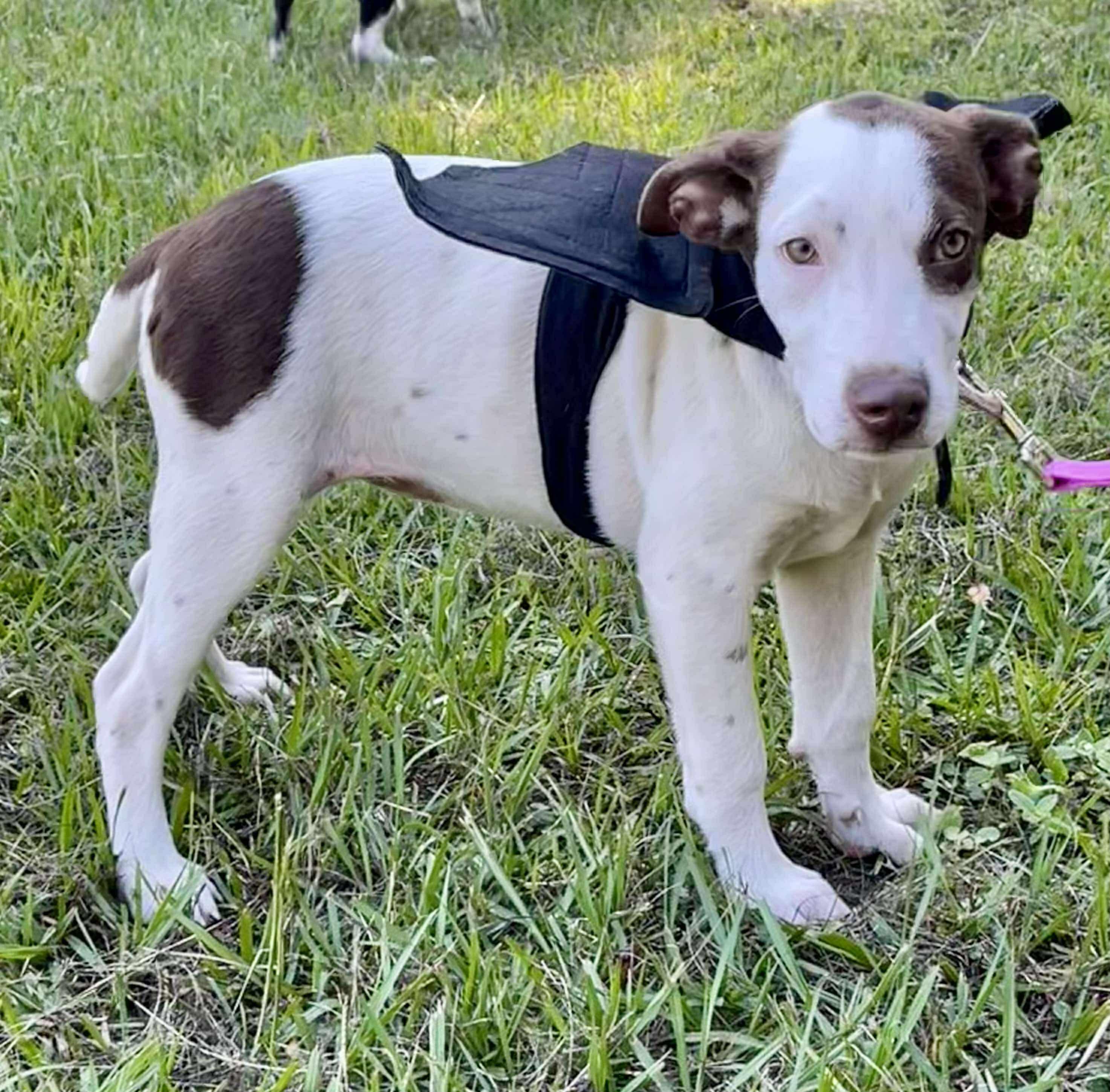 Maisie, a Adoptable mixed breed in Mobile, AL image 6/6