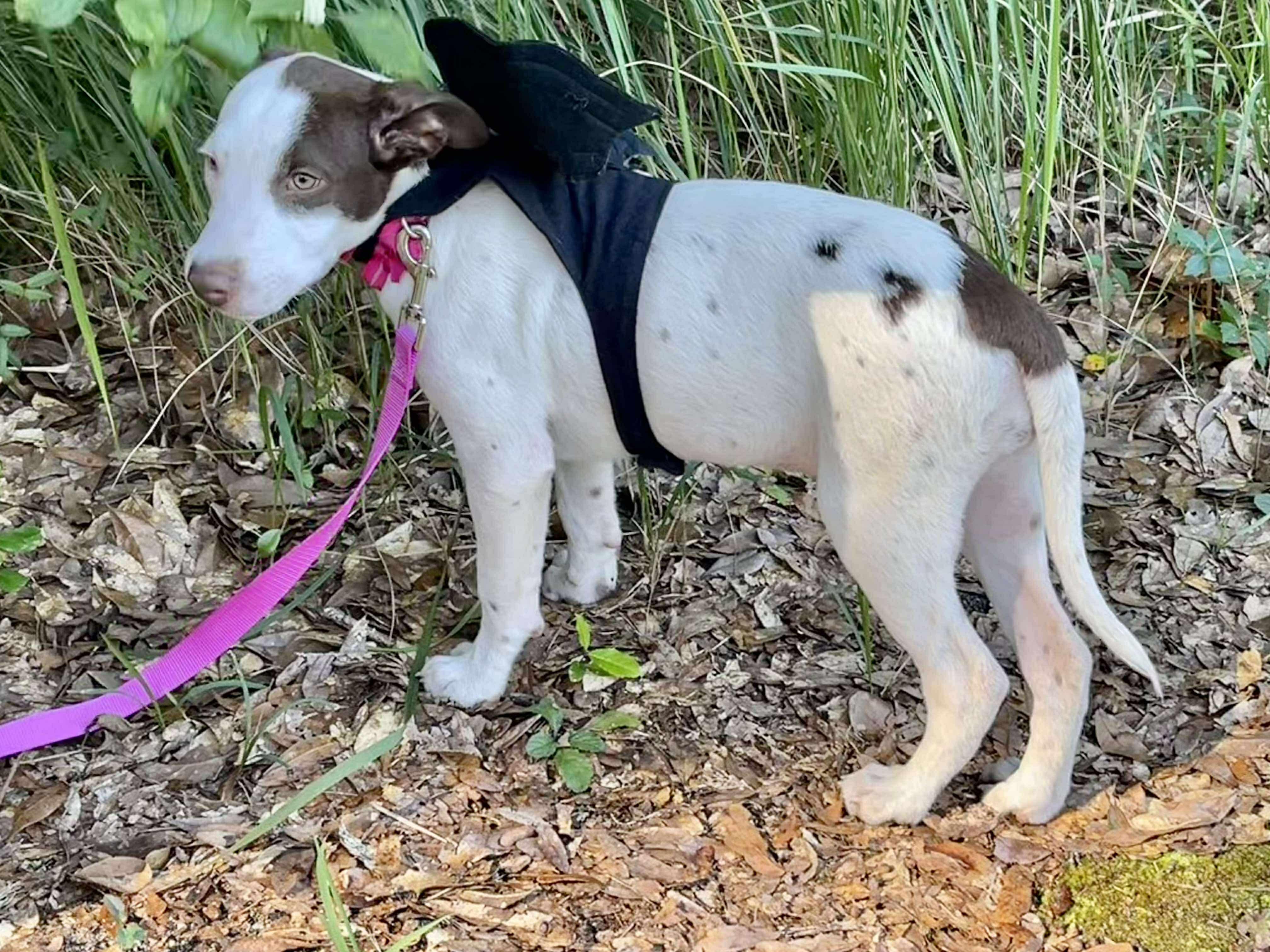 Maisie, a Adoptable mixed breed in Mobile, AL image 5/6