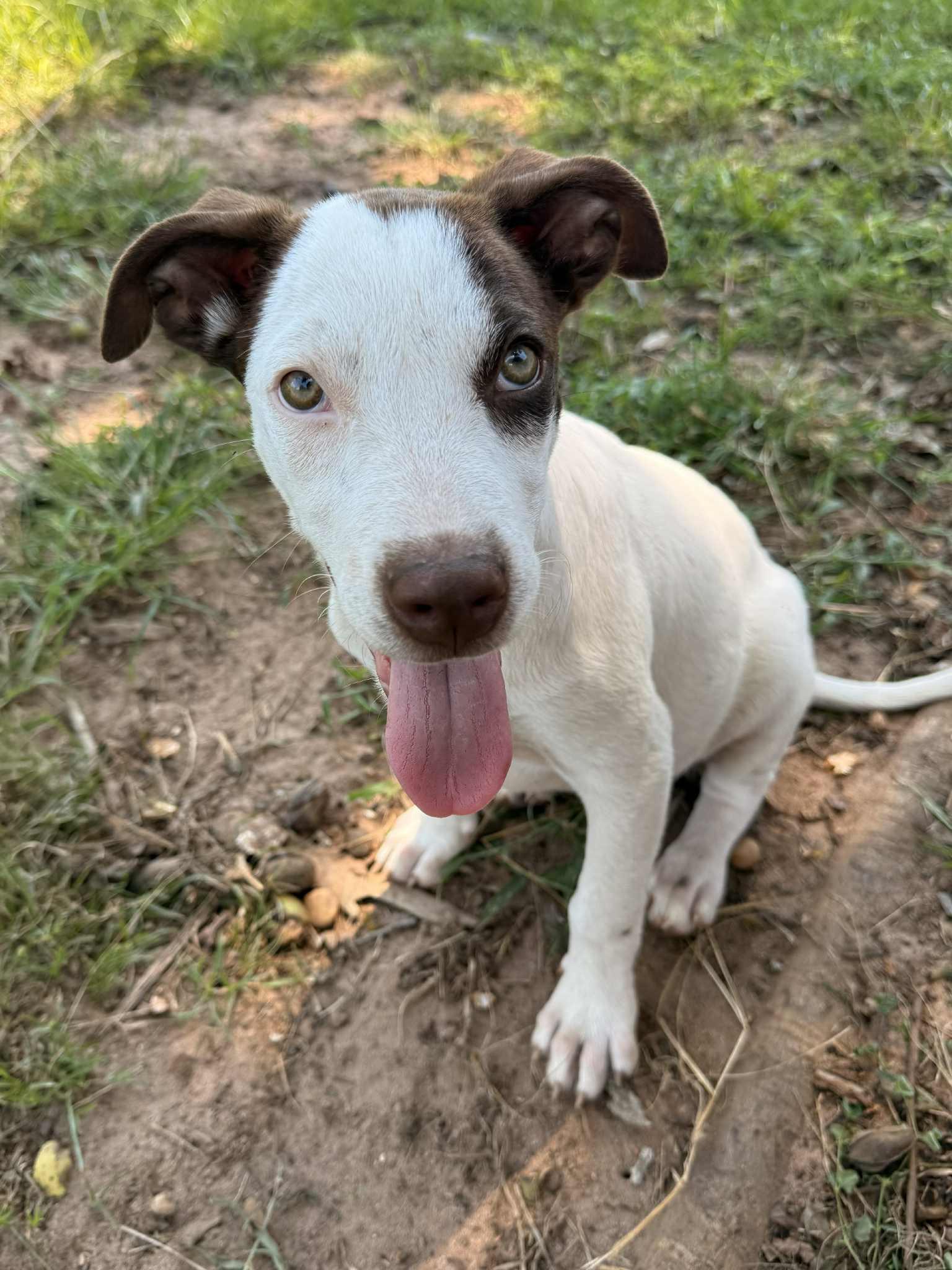 Maisie, a Adoptable mixed breed in Mobile, AL image 3/6