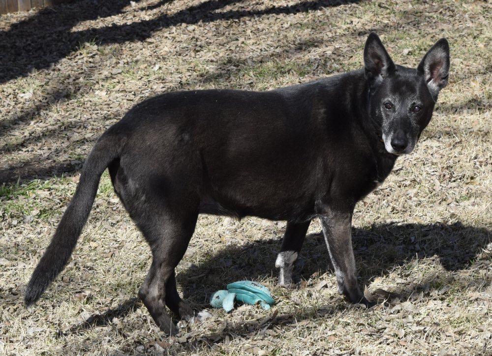 Pawsy, Adoptable, Adult Female German Shepherd Dog.