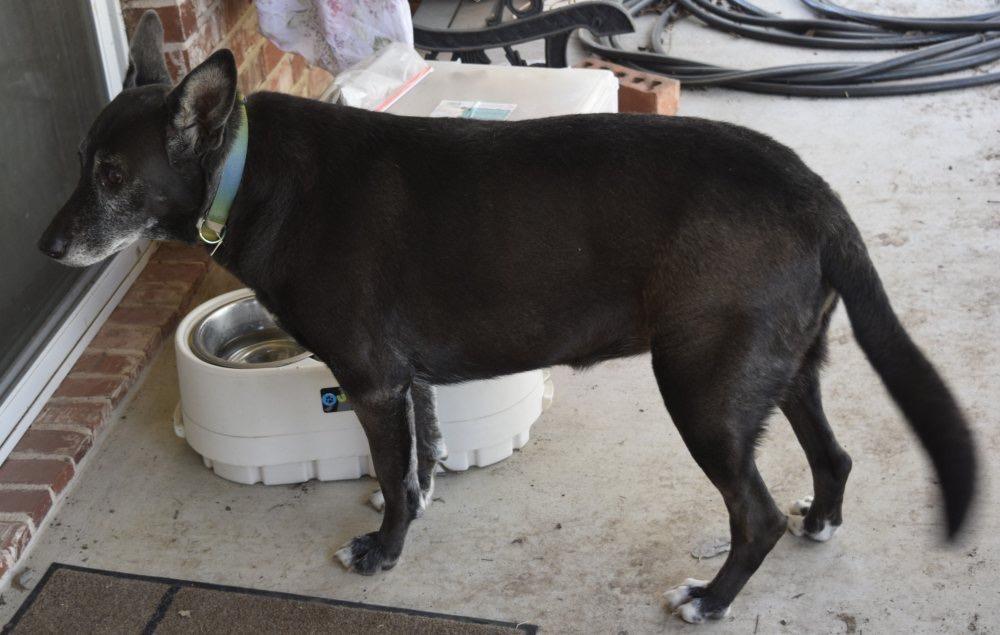 Enlarge Pawsy, a Adoptable German Shepherd Dog in Leander, TX image 2/5