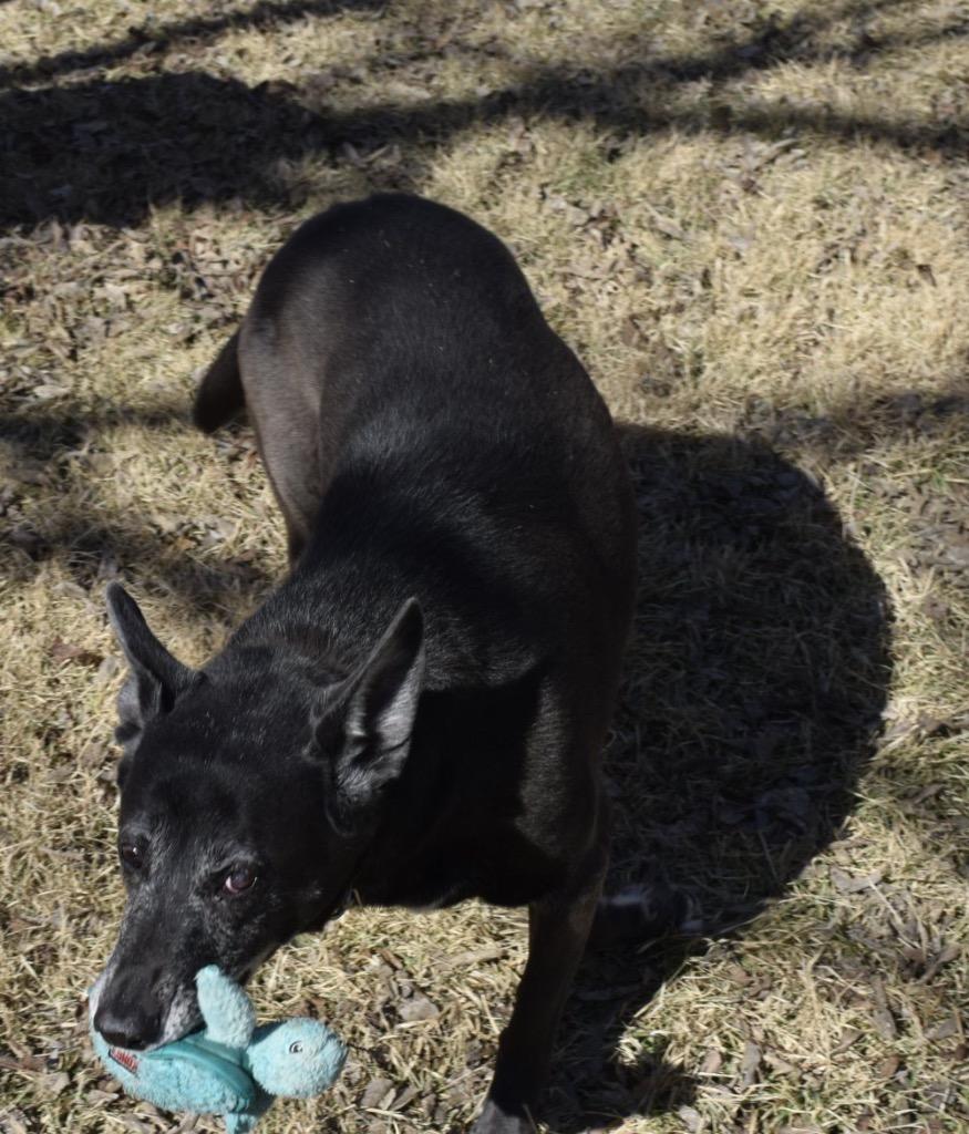 Enlarge Pawsy, a Adoptable German Shepherd Dog in Leander, TX image 3/5