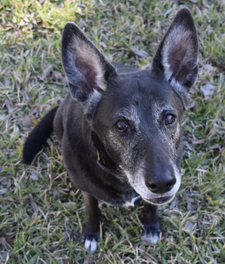 Enlarge Pawsy, a Adoptable German Shepherd Dog in Leander, TX image 4/5