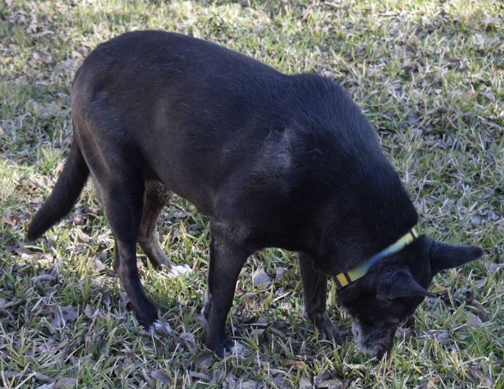 Enlarge Pawsy, a Adoptable German Shepherd Dog in Leander, TX image 5/5
