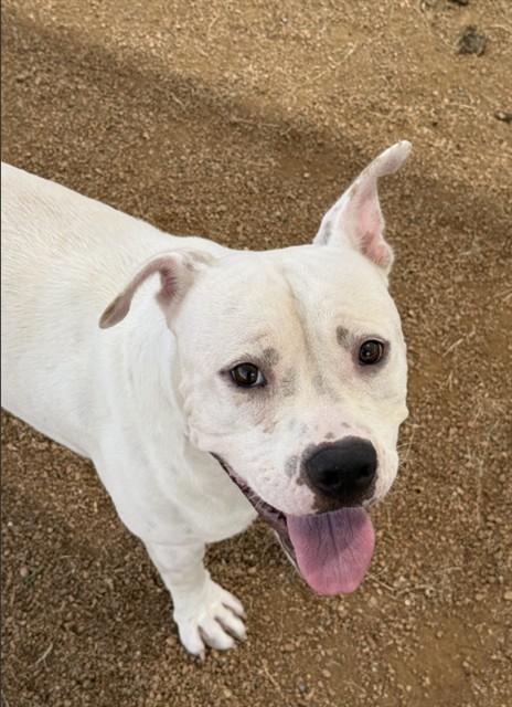 BURGER KING, Adoptable, Young Male Pit Bull Terrier & Mixed Breed.