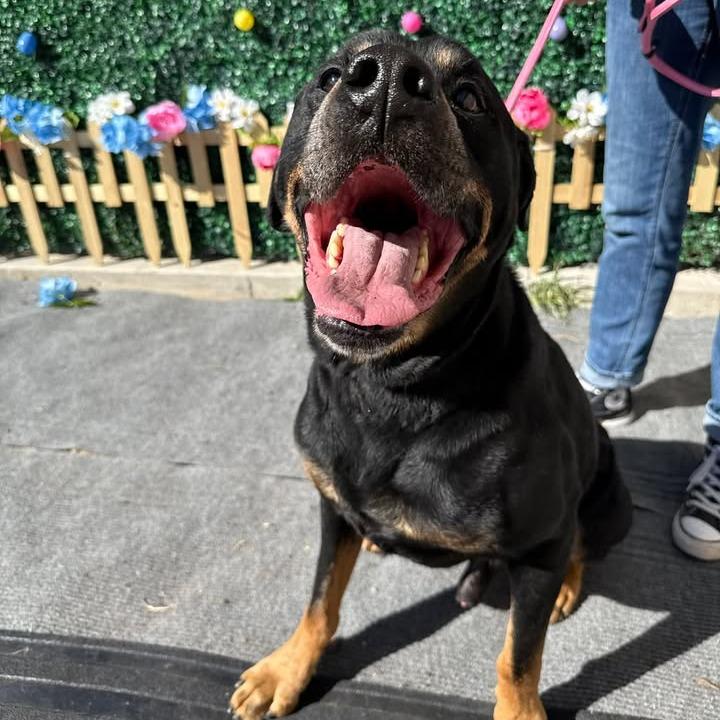 Ranger, Adoptable, Senior Male Rottweiler & Mixed Breed.