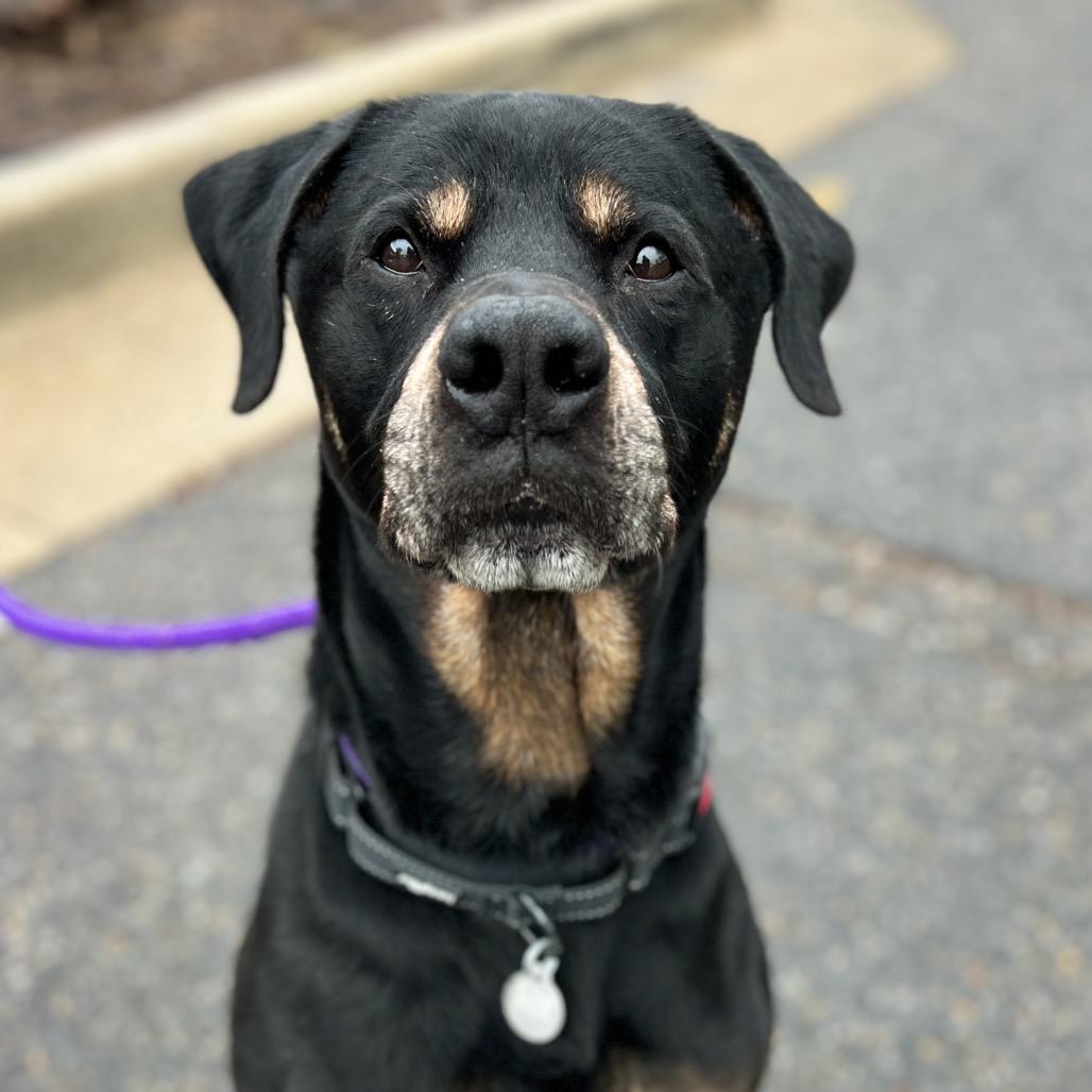 Ranger, a Adoptable mixed breed in Salt Lake City, UT image 2/5