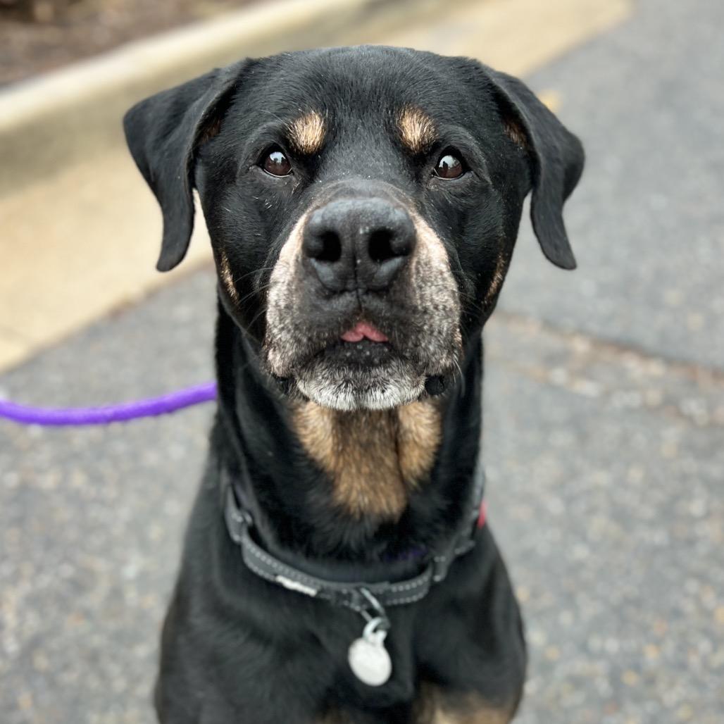 Ranger, a Adoptable mixed breed in Salt Lake City, UT image 3/5