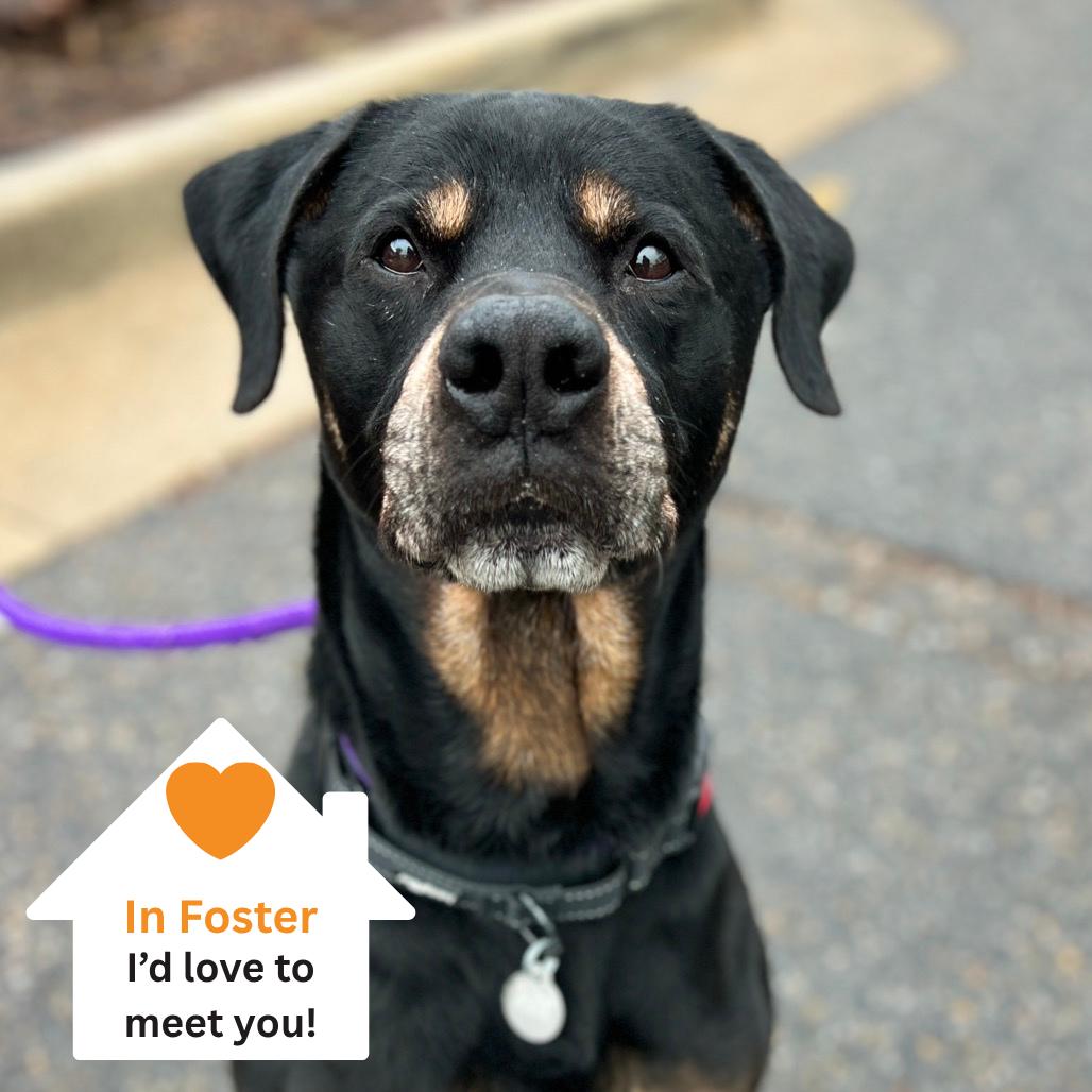Ranger, a Adoptable mixed breed in Salt Lake City, UT image 4/5