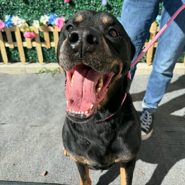 Ranger, a Adoptable mixed breed in Salt Lake City, UT image 4/5