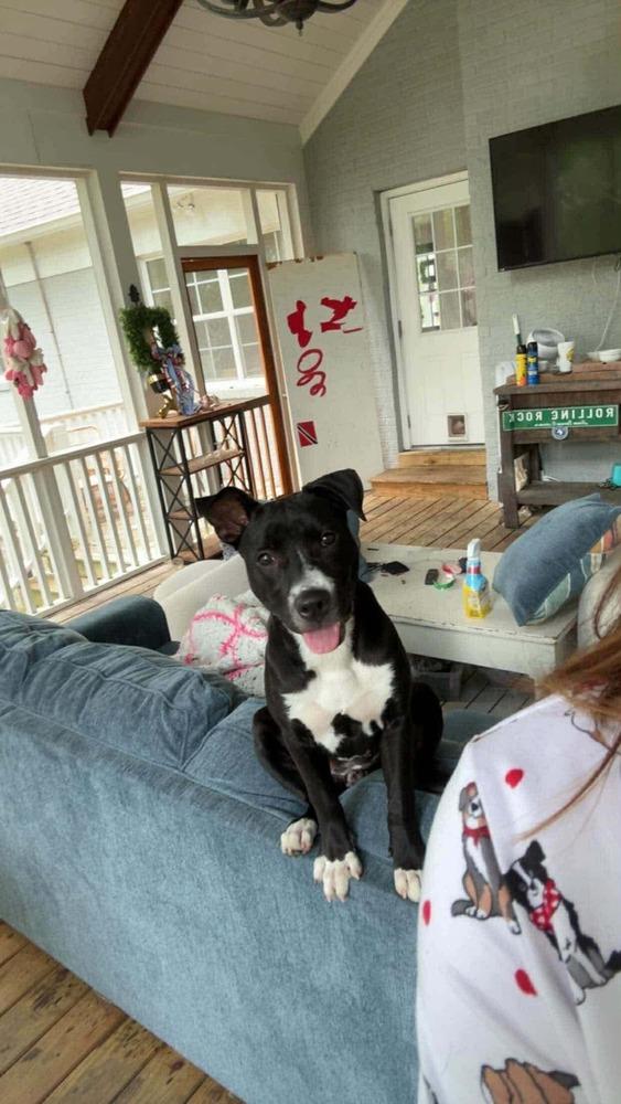 Amy   (2026), Adoptable, Puppy Female Pit Bull Terrier & Mixed Breed.