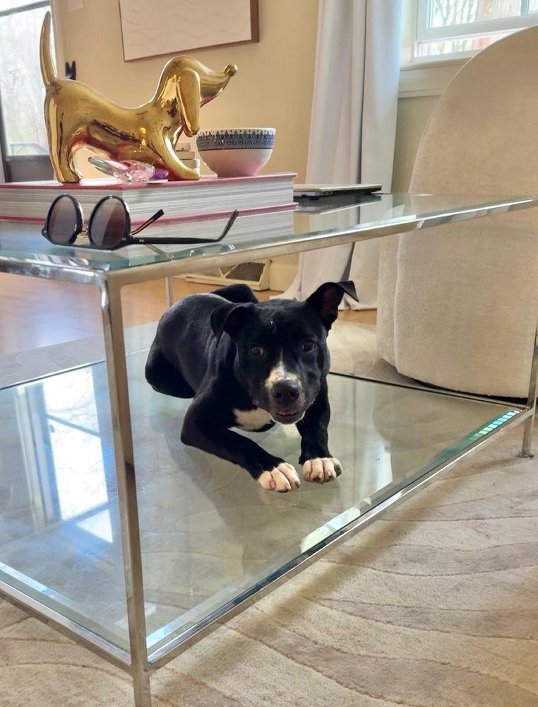 Enlarge Amy   (2026), a Adoptable mixed breed in Wenonah, NJ image 2/5