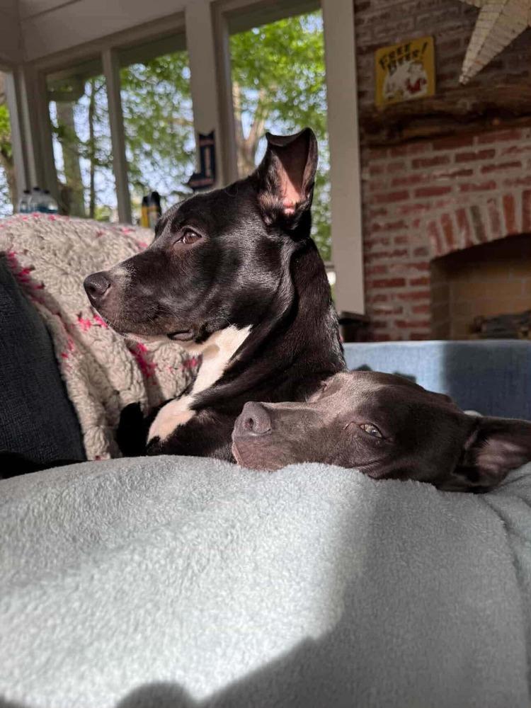 Enlarge Amy   (2026), a Adoptable mixed breed in Wenonah, NJ image 3/5