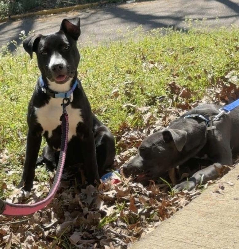 Enlarge Amy   (2026), a Adoptable mixed breed in Wenonah, NJ image 4/5