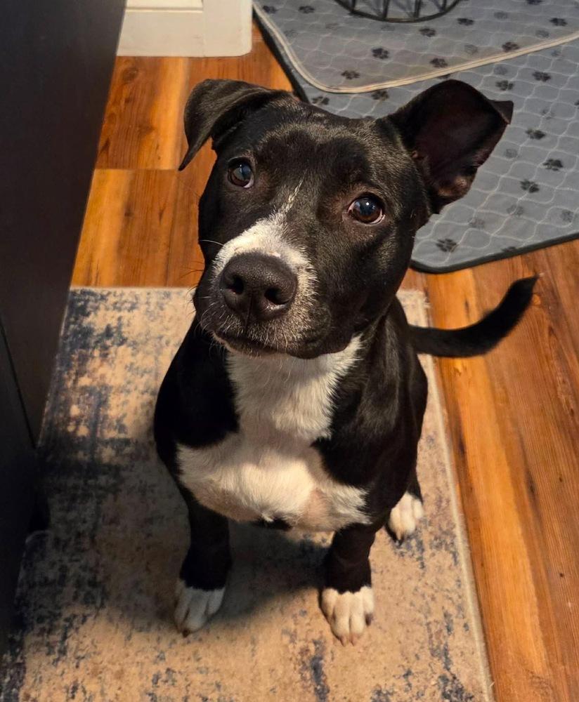 Enlarge Amy   (2026), a Adoptable mixed breed in Wenonah, NJ image 3/5