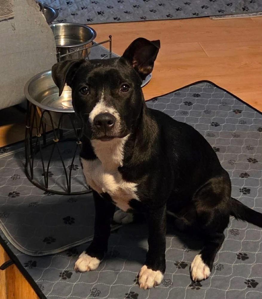 Enlarge Amy   (2026), a Adoptable mixed breed in Wenonah, NJ image 4/5