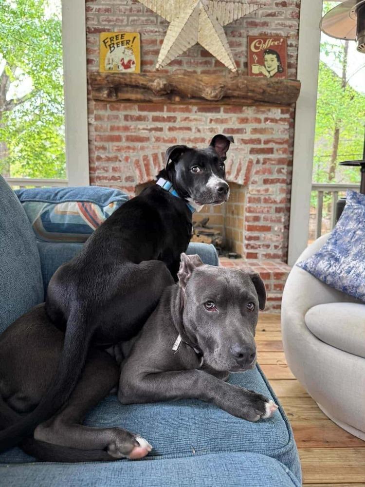 Enlarge Amy   (2026), a Adoptable mixed breed in Wenonah, NJ image 5/5