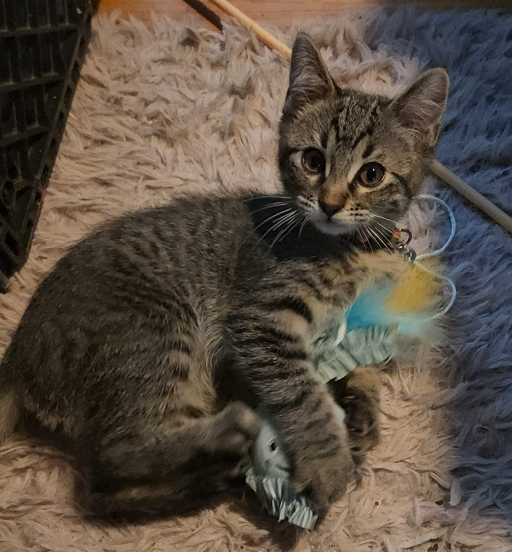 Green Eggs and Ham, a ADOPTABLE mixed breed in Denton, TX image 4/5