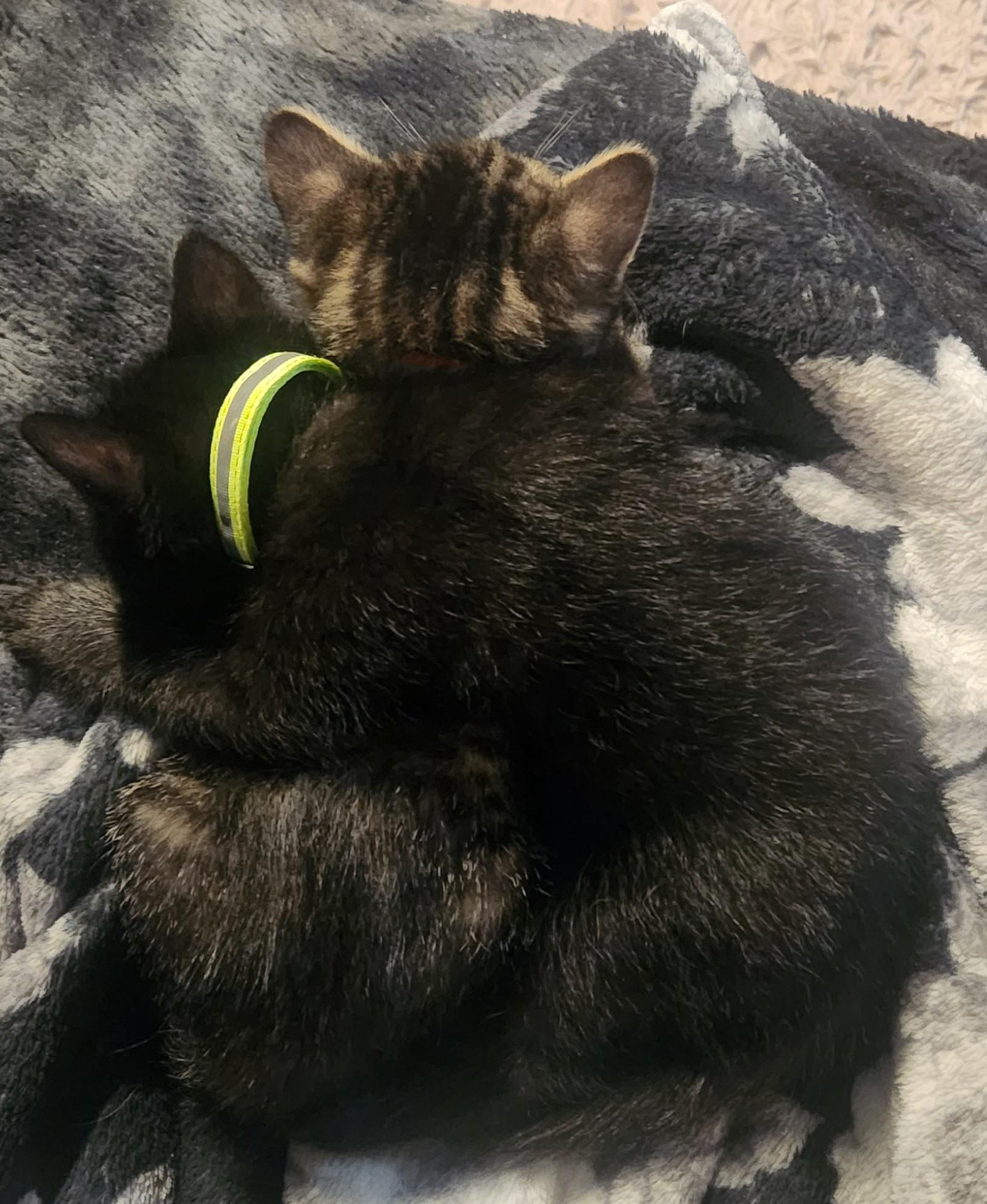 Green Eggs and Ham, a ADOPTABLE mixed breed in Denton, TX image 3/5