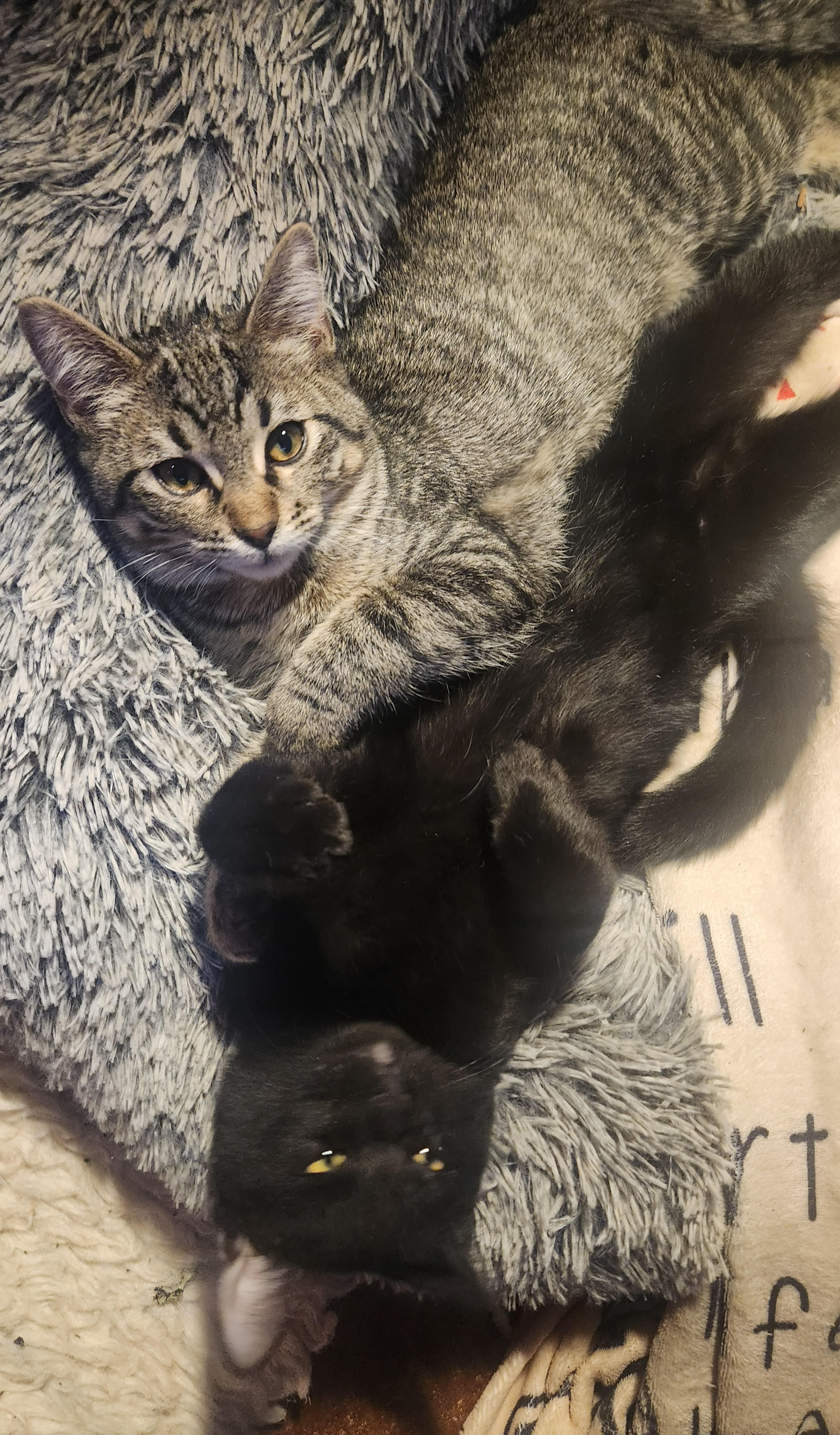 Green Eggs and Ham, ADOPTABLE, Kitten Male American Shorthair & Tabby.