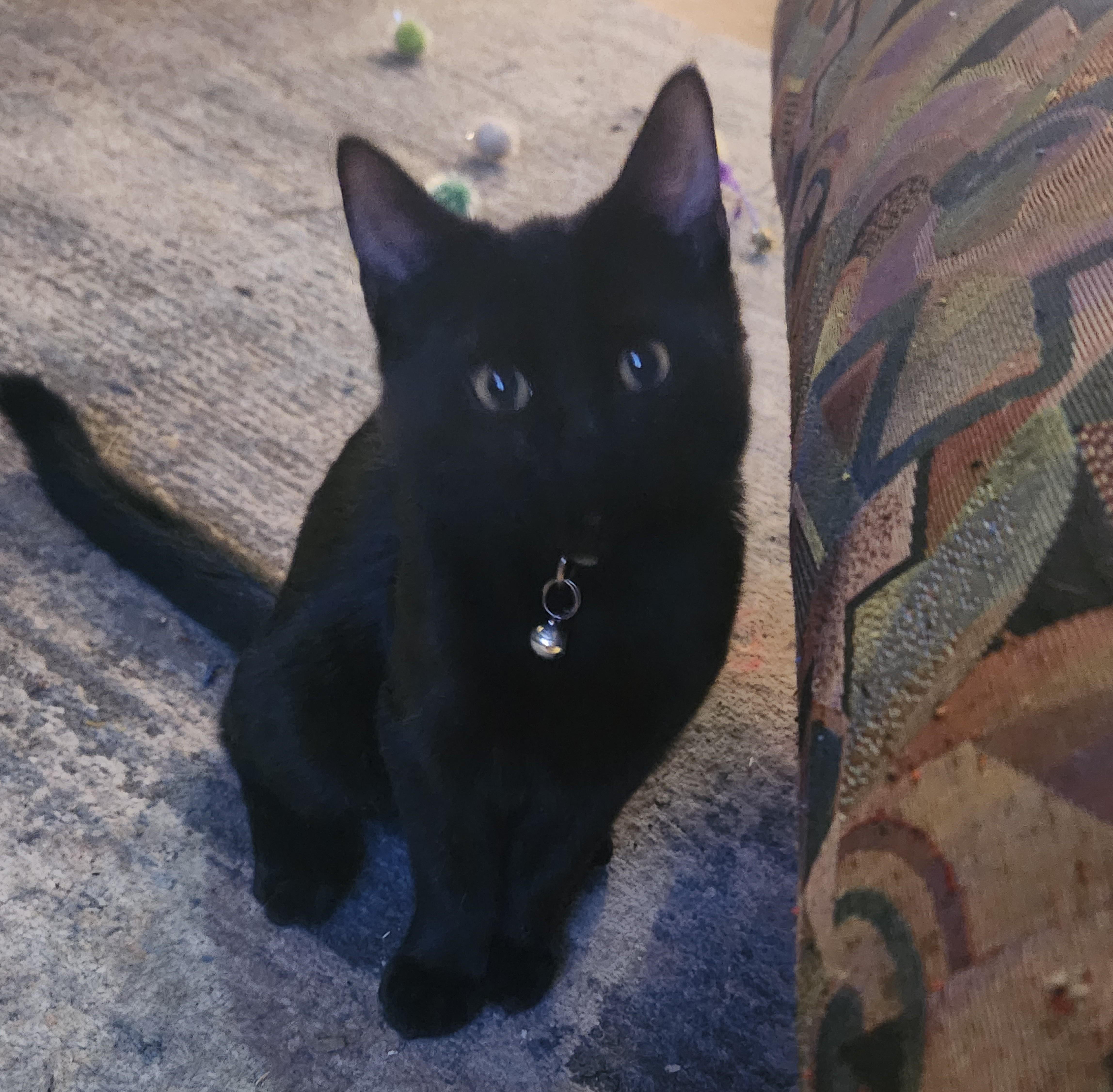 Green Eggs and Ham, a ADOPTABLE mixed breed in Denton, TX image 2/5