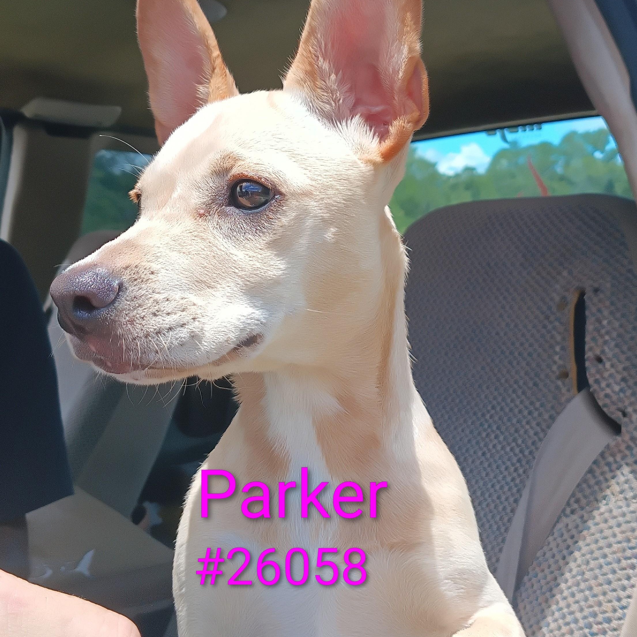 Enlarge parker, a ADOPTABLE mixed breed in Mexia, TX image 1/1