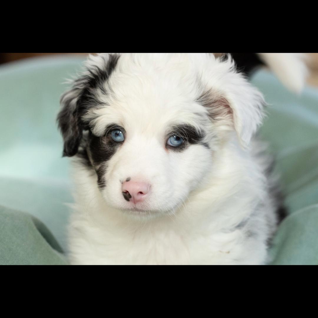 Dundee, ADOPTABLE, Puppy Female Australian Shepherd.