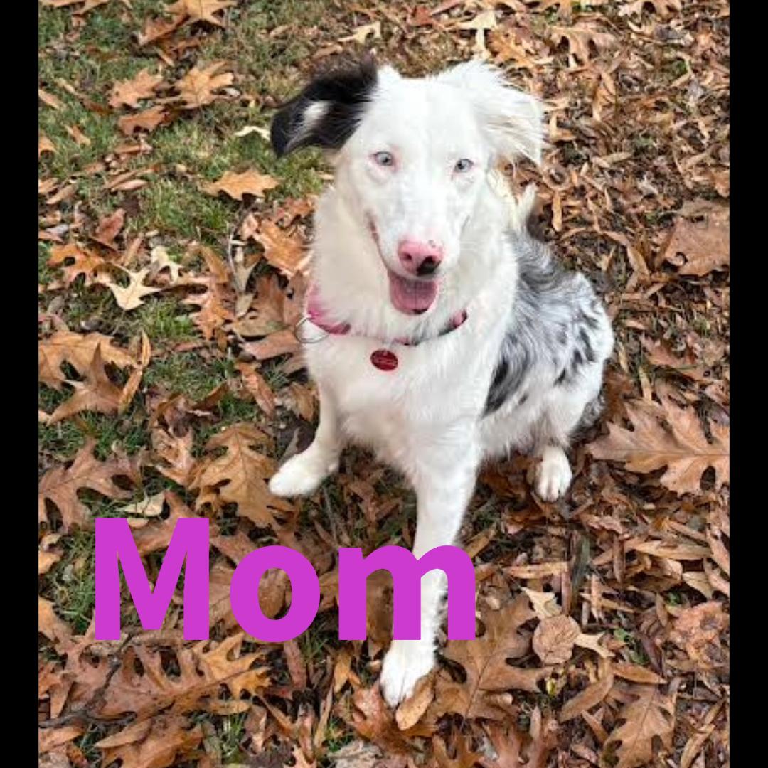 Dundee, a ADOPTABLE mixed breed image 2/5