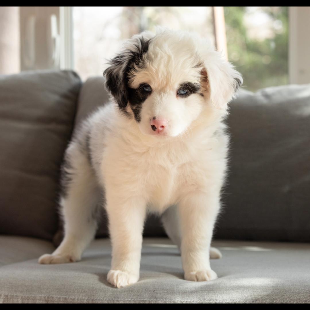 Dundee, a ADOPTABLE mixed breed image 3/5