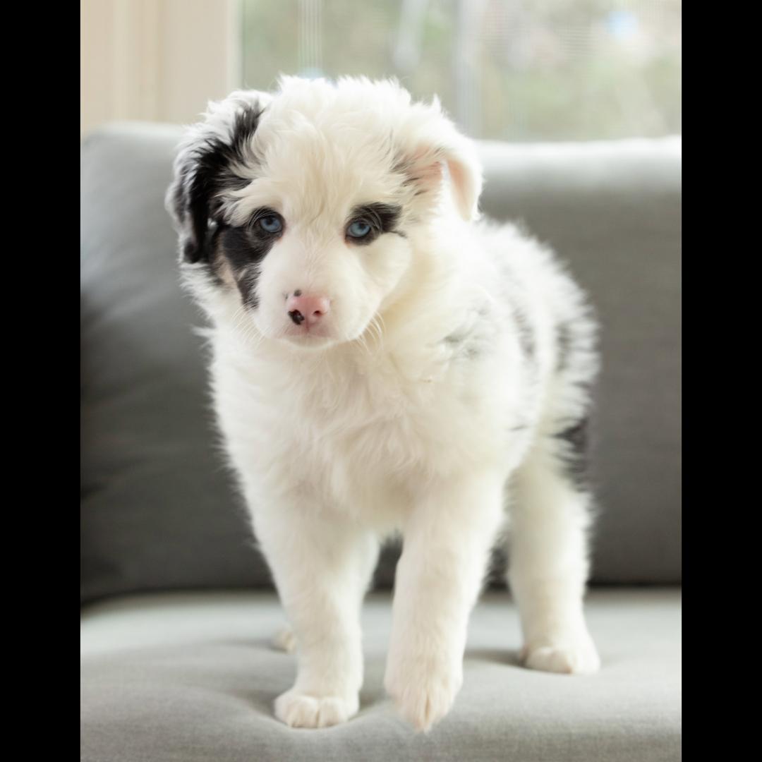 Dundee, a ADOPTABLE mixed breed image 4/5